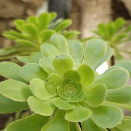 Nini Dachi Farm Marina dʼAndora