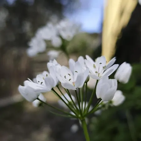 Nini Dachi Farm Daire Marina dʼAndora