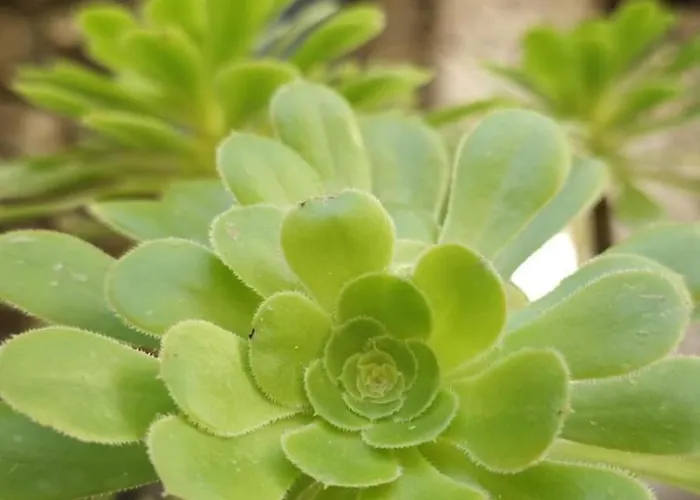 Nini Dachi Farm Marina dʼAndora